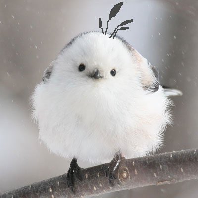 ryo6662828's tweet image. あっ！白雪はなさん似てるのわかったわ。
シマエナガだ！
白いしこの愛らしさとか。フォルム的な

#trendcontinue 
#白雪はな
#アイドル界のシマエナガ