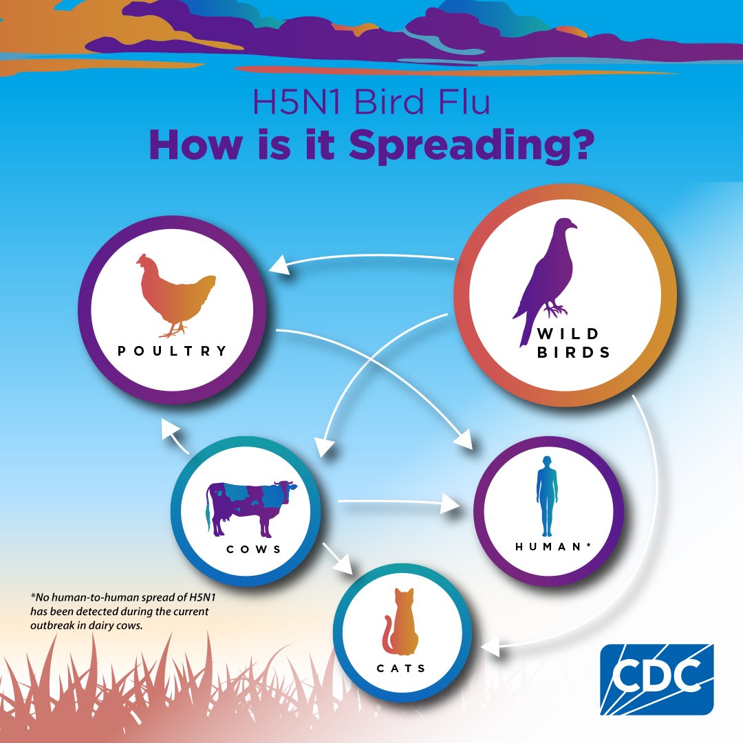 While the current risk to most people from H5N1 bird flu is low, people who have contact with infected or potentially infected animals are at higher risk and should take actions to protect themselves.

For more information: cdc.gov/bird-flu/preve…