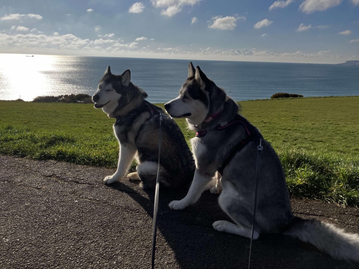 AdoptionsUk's tweet photo. Please retweet to help Willow and Xena find a home together #UK - may be able to re home nationally. 
Bonded pair, available for adoption, registered British Charity✅ Details or apply below....
Foster sister's Willow & Xena are STILL on the lookout for their forever home 🏡 
Willow and Xena are 7-year-old Malamute Crosses that need to be homed together, they have a very special bond. Both girls are good with children they meet on walks and could live with children who are dog savvy. 
They haven't lived with other dogs before so slow introductions would be needed. Willow can resource guard at times, however this has improved massively in foster care and she no longer guards toys from her sister.
Both girls sit nicely to have their harnesses put on and walk well on lead, unless they see a pesky squirrel 🐿️ 
They LOVE to be outside exploring followed by lots of fusses from their humans, they are a super affectionate pair.
If you can offer a loving home to these beautiful girls please get in touch below 👇 
https://t.co/ZX4xAF2yVQ 

For more information contact @SaintsSledDogs  on Twitter 

On facebook 👇
https://t.co/Stc2qKnGzj

Website
https://t.co/r7BwCzTKna

Email
Email: info@saintssleddogrescue.co.uk

#adoptdontshop #Malamute #Huskies #Husky #Malamutes #England #Wales #Scotland 
  #rescuedog #malamutecross #blueeyes #dogs @Nightowl400 @LisaClareRead2 @domdyer70 @APDAWG1 

Willow and Xena