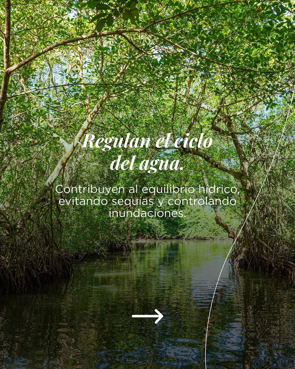 🌿 Los bosques son nuestros héroes silenciosos: purifican el aire, protegen la biodiversidad, regulan el agua y cuidan nuestros suelos. 

Hoy, en el Día Internacional de los Bosques, celebremos su invaluable labor y comprometámonos a preservarlos. 🌱
