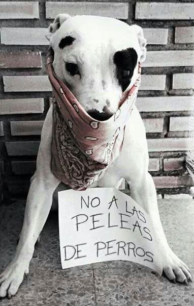 GRamirezF_D12's tweet photo. El mensaje es Claro 
NO A LAS PELEAS DE PERROS.
Si quieres dinero;
PONTE A TRABAJAR.! 🎗️ https://t.co/jBbBkcw5MI