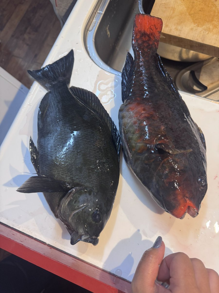 05jzz30's tweet photo. 旦那との釣りが楽しすぎてたまらん。
釣り始めて1年も経ってないけど
今迄で1番デカいグレとブダイ釣れて
めちゃくちゃ楽しいでした( º﹃º｀ )！
グレも中くらいだけど
尾長も釣れて嬉しすぎた🙌 https://t.co/5bteAK2MoN