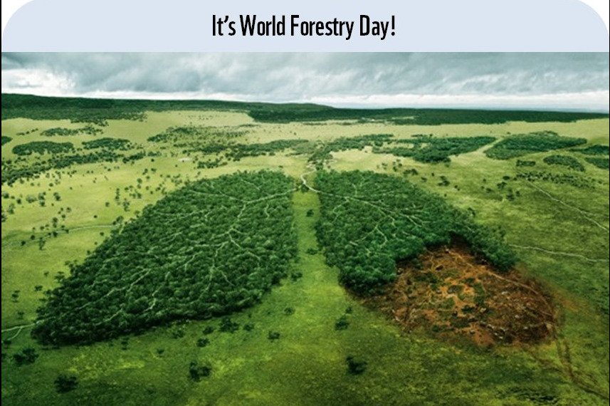 A day to celebrate or ponder about the future!

#InternationalForestDay 
#sgvibes