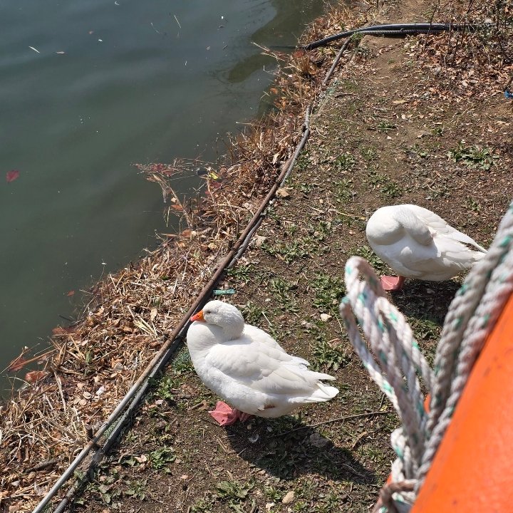 kpopintent's tweet photo. Athena &amp; Ducks

#ATHENA  #FIFTYFIFTY  #PROTECT_FIFTYFIFTY https://t.co/oS31YUOjSa