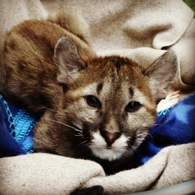 TheBigCatSanct's tweet image. Farewell to our beloved Puma Yazhi 🧡

With heavy hearts, we share that Yazhi passed away on March 18th. Known for her playful spirit and love of basketballs, she brought endless joy to everyone at the Sanctuary.

We will miss her dearly ✨

Click the link in bio to read more