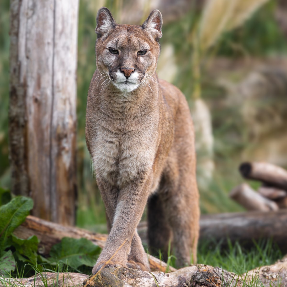 TheBigCatSanct's tweet image. Farewell to our beloved Puma Yazhi 🧡

With heavy hearts, we share that Yazhi passed away on March 18th. Known for her playful spirit and love of basketballs, she brought endless joy to everyone at the Sanctuary.

We will miss her dearly ✨

Click the link in bio to read more