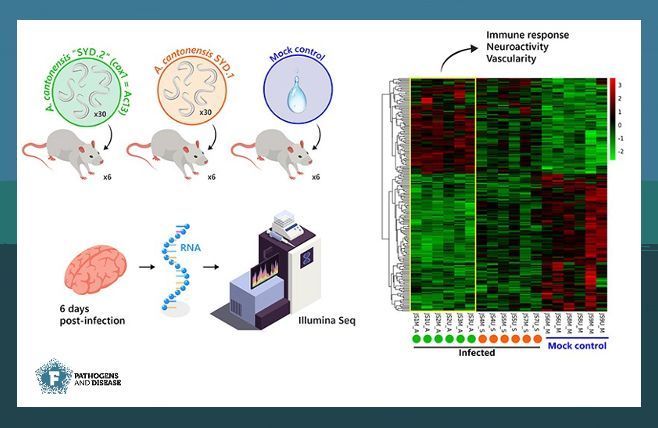 New study from <a href="/phoebe_rivory/">Phoebe Rivory</a>: Different strains of rat lungworm (Angiostrongylus cantonensis) trigger distinct immune responses in rats 🐀. This insight could improve our understanding of clinical impacts in other hosts 🐶 .  buff.ly/YYusc9Q

#PathogDis #RNAseq #immunity