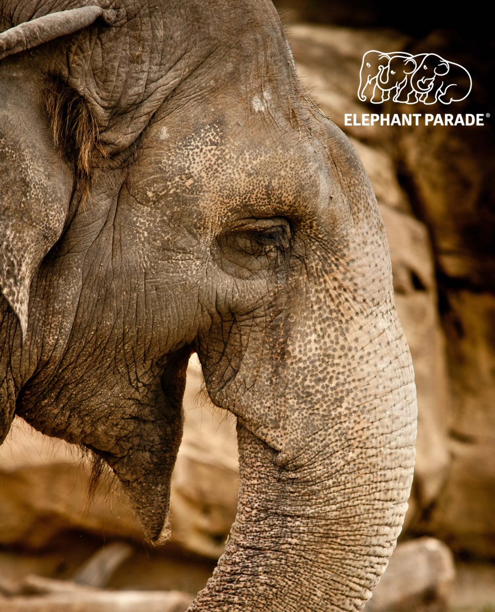 elephant_parade's tweet image. Elephants are highly sensitive and intelligent animals. They play laugh, cry and have incredible memories.

#funfactsfriday⁠

#elephantparade #elephants #elephant #saveelephants #elephantlove #elephantconservation  #exhibition #art⁠