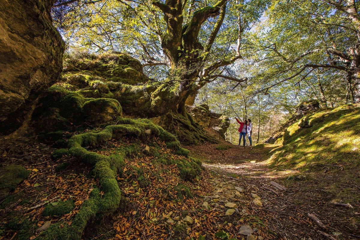 GorbeiaEuskadi's tweet photo. 💚Día internacional de los bosques
🌳🌲En Gorbeia tenemos muchos bosques especataculares
¡Acercaos a conocedlos!
ℹ️ https://t.co/eHtNFEZQEX
#gorbeiaeuskadi #euskadikobihotzberdea #corazónverdedeeuskadi #basoa #bosque #natura #basquemountains #visitbiscay #visiteuskadi https://t.co/puuwFfEVkk