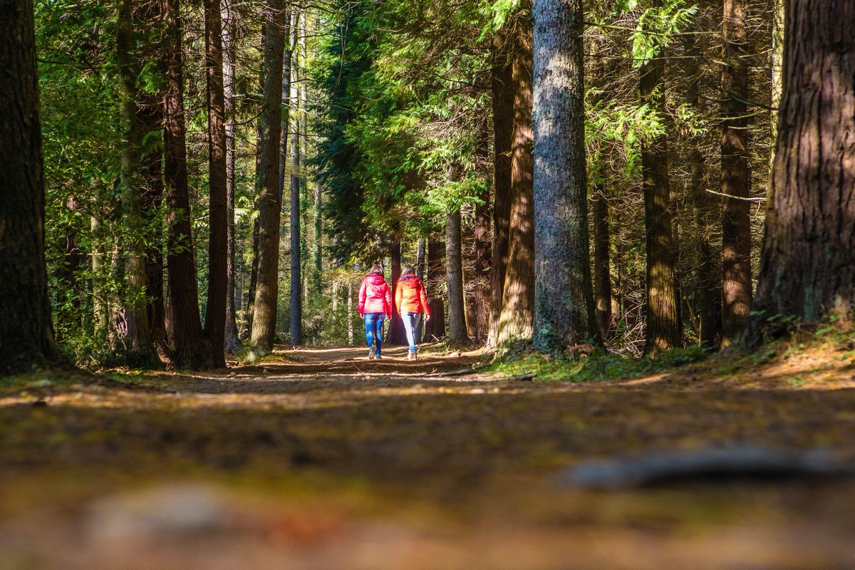 GorbeiaEuskadi's tweet photo. 💚Día internacional de los bosques
🌳🌲En Gorbeia tenemos muchos bosques especataculares
¡Acercaos a conocedlos!
ℹ️ https://t.co/eHtNFEZQEX
#gorbeiaeuskadi #euskadikobihotzberdea #corazónverdedeeuskadi #basoa #bosque #natura #basquemountains #visitbiscay #visiteuskadi https://t.co/puuwFfEVkk