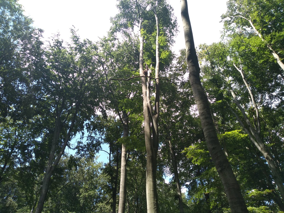 Forest Ecology Group tweet media