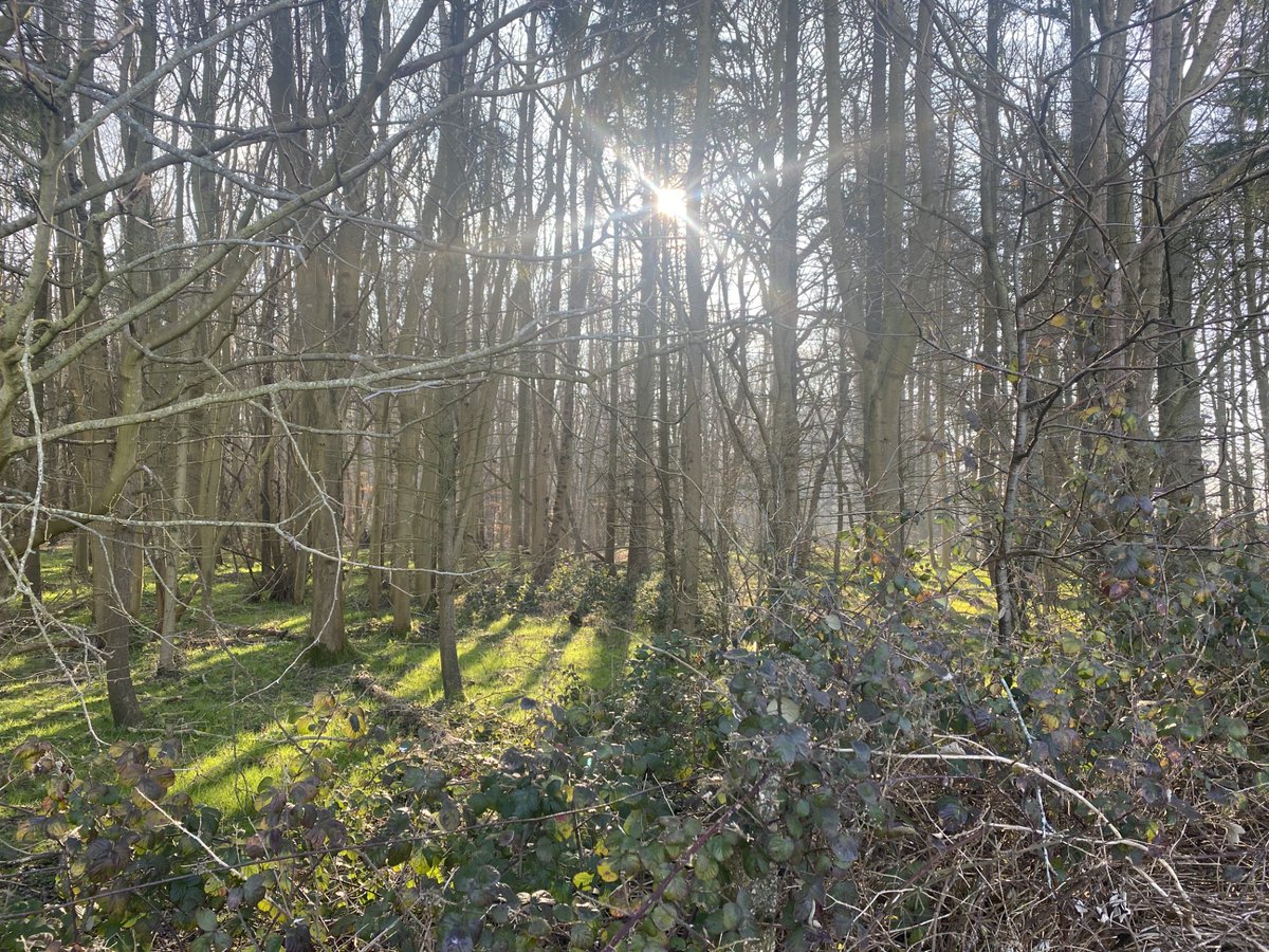 Forest Ecology Group tweet media