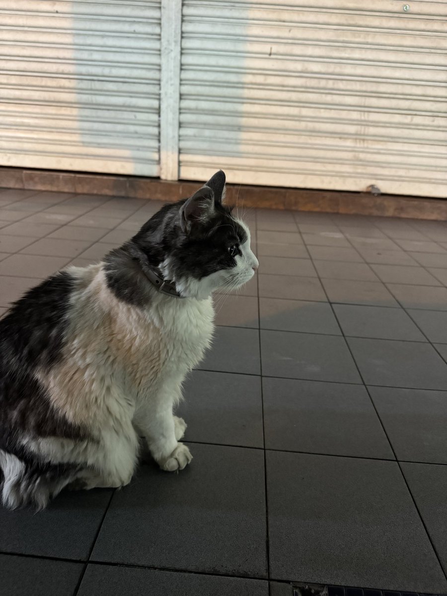 atiqahlott's tweet photo. Found this very manja cat in front of BSN Taman Midah. White &amp; grey fur, very healthy, with a grey collar (looks like someone’s pet). No food nearby, so I’m afraid it might be lost. I can’t bring it home, but hoping to find the owner! Please RT &amp; help spread the word! 🙏 https://t.co/MOnunDJfDz