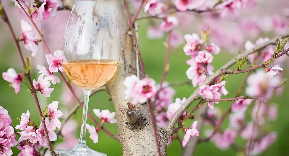 glassofbubbly.com/welcoming-spri… Throwback to my spring article dedicated to springtime, rosé de saignée and nature come back to life.
#spring #PeachBlossoms #champagne #AliceInWonderland