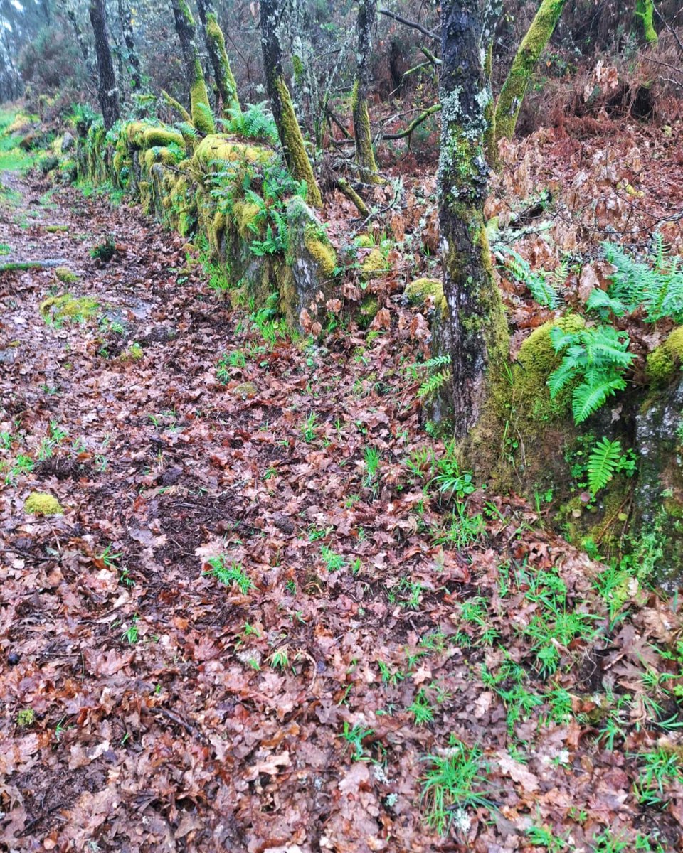 🌳DÍA INTERNACIONAL DOS BOSQUES. 
O noso bosque: RIDIMOAS.

Tramo da parte alta do bosque, que percorremos esta mañá entre a choiva, o sol e os sons da vida silvestre.

#bosqueautoctono #bosques #díainternacionaldosbosques 
#benvidaprimavera
🌳🦊🐦🐣🌦🌈🌿