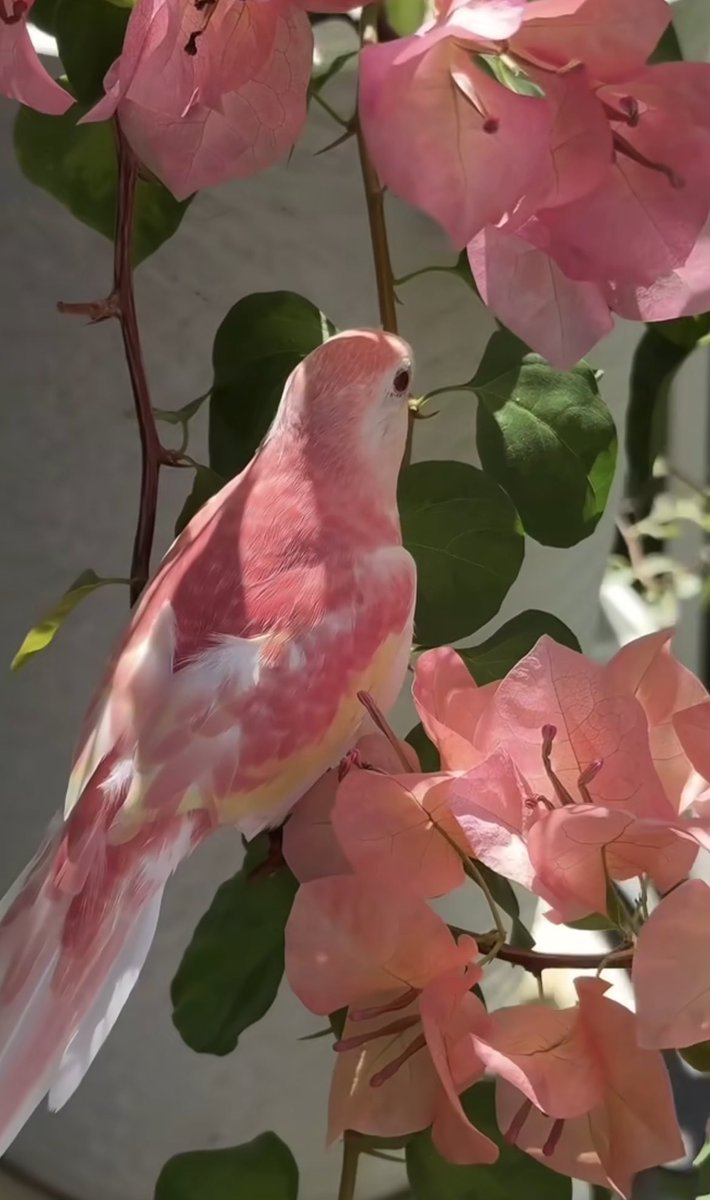 Gül karınlı muhabbet kuşu.🦜