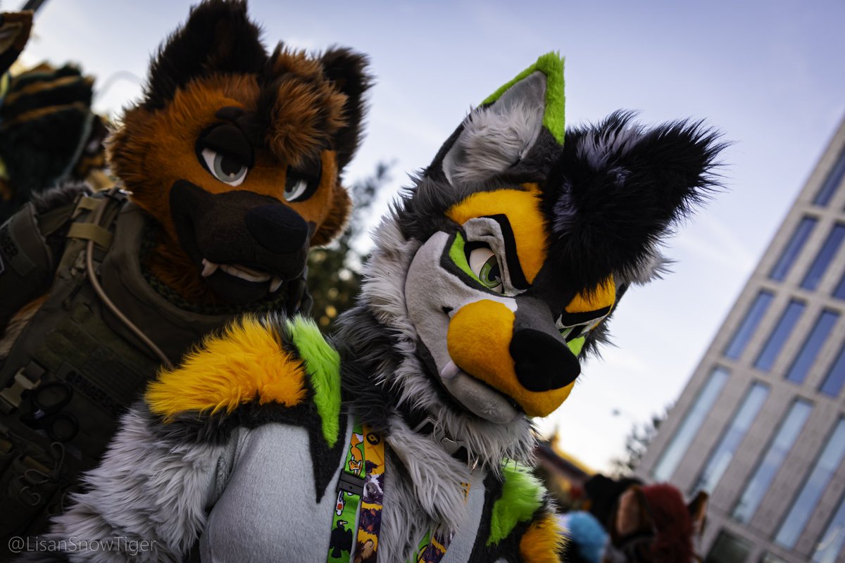 dumbangrydog's tweet photo. @RingerShep up to no good https://t.co/gTGx24rv1f