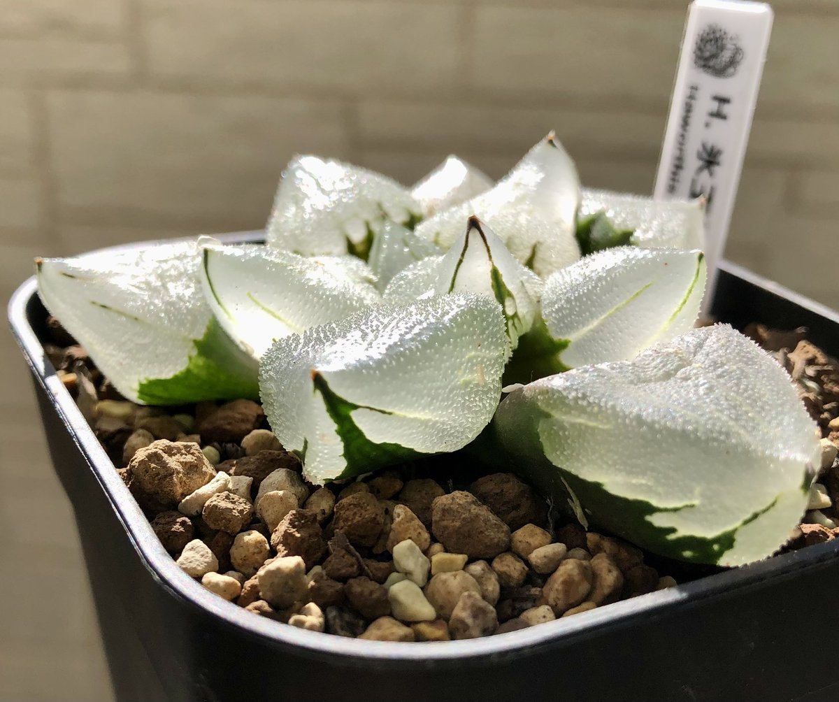 ハオルチア 氷玉鸞 水苔管理から土にランクアップしました😊 まだ