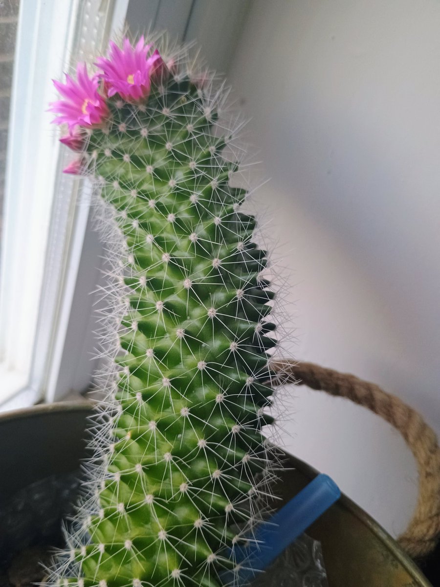 My cactus is flowering