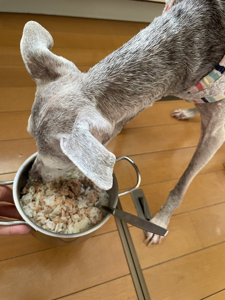 今日のピース　
フィロコックス57   1錠
動物用ウェルメイト半錠
CBDオイル朝と昼と夜に4滴づつ
寝る前にソメリン10mg
食欲が戻りました。今朝、油断して出してあったドーナツをまるまる食べられました…
でも、食べられることはまだ大丈夫のしるし。良かったです