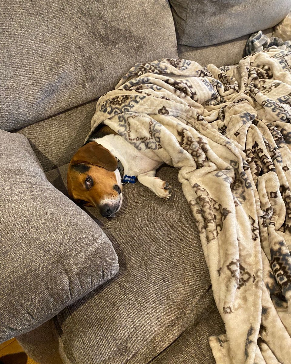 Beagle Facts tweet media