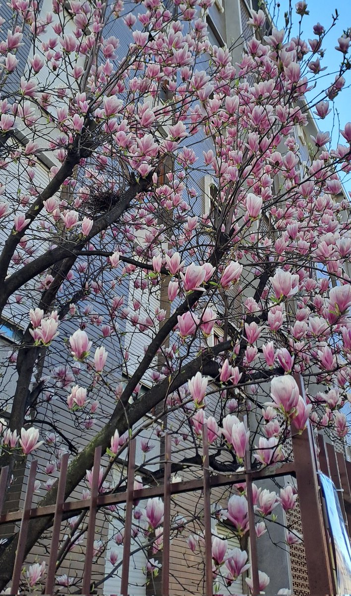 f4knice's tweet photo. Buona Primavera! 💐 https://t.co/sw8qvqEAuA