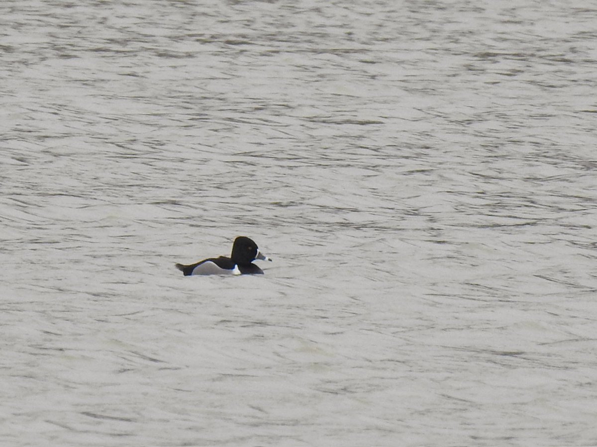 Back #patchbirding in the Crownhill Down area - Ring-necked Duck (P'worthy), Willow Warbler singing (my earliest here), 2 Sand Martin, 11 Chiffchaff, 8 Redwing, 2 Yellowhammers, 3 Shelduck and the usuals #birding #ukbirding