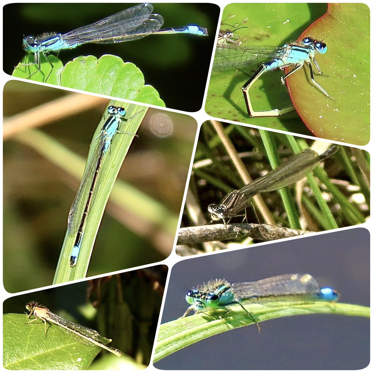 MiekePoiesz's tweet image. Dag21 van  #libellente van @katsmanjan 
Vandaag staat het #Lantaarntje centraal.
@JustCarla @MvStuijvenberg1 @Panjan1972 @vlinderNL @Waterjuffers