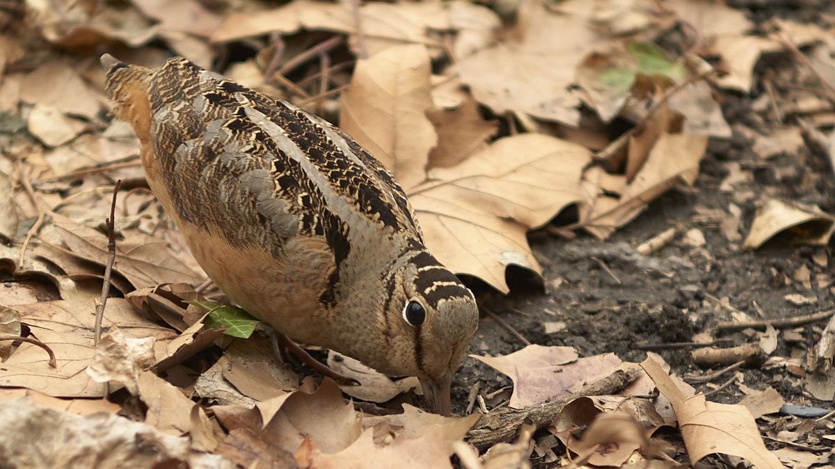 mausgabe's tweet photo. Thursday 3/20: Chilly Spring Day in Bryant Park 
- One of four American Woodcocks, 
this one six or seven feet in front of us  
(Leica M10 | Nikon Nikkor-S.C 5cm ƒ/1.4 LTM) 
#birdcpp https://t.co/t37Ouyrb8t