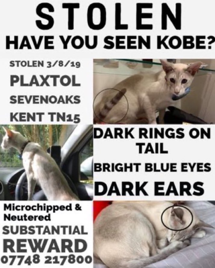 LisaClareRead2's tweet image. Please RT on #MissingCatsDay 
5 years since Kobe was stolen 💔😢 
Have you seen him?
Stolen on 3rd August 2019 from Plaxtol, Sevenoaks, #Kent #TN15 
Please RT and help get this boy back home where he belongs 🙏💕
#Caturday #StolenCat #Siamese #PetTheftAwarenessWeek