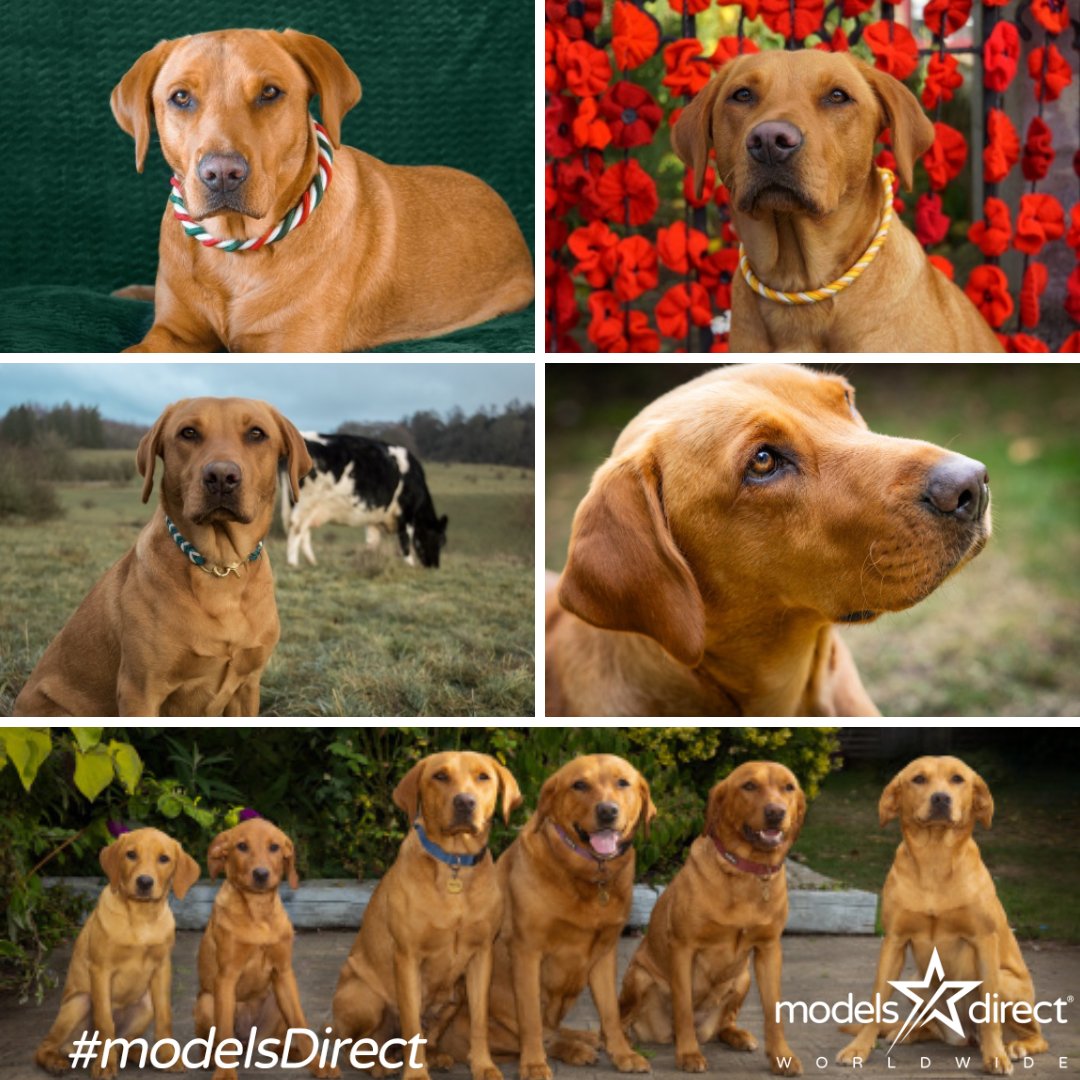 models_direct's tweet image. Pet Model Bonnie 
Labrador Retriever
#modelsdirect #modelling #petmodel #portfolio #images #bookamodel #pets #labradorretriever
