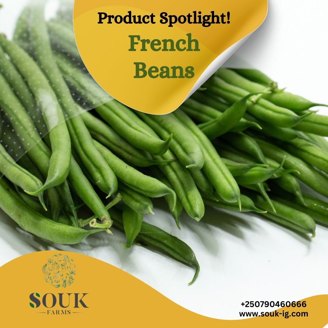 SoukFarms's tweet photo. Why Rwandan Imiteja?

Rwanda’s unique high-altitude climate provides the perfect conditions for growing long and slender French beans all year round, constantly spiking interest in Rwanda's beans.
✅Get in touch with SOUK Farms today for premium Imiteja!

#SOUKFarms #Exports https://t.co/21LmEwZ9Fp