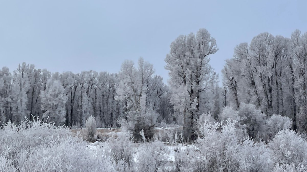 HungryPests's tweet image. This #InternationalDayofForests, let’s protect our forests and the food they provide by preventing the spread of invasive pests. Remember to inspect outdoor gear for pests, avoid moving firewood, and report invasive pests to ag officials. Our forests’ health is our health. 🛡️🌳