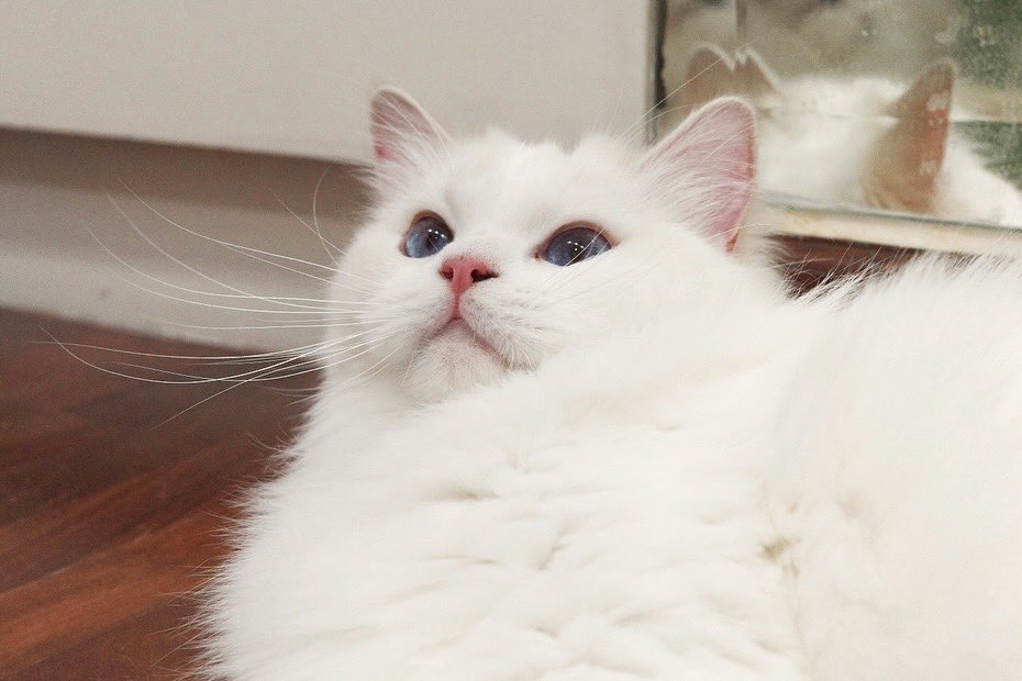 marlowfellow's tweet photo. baby 💖
#seablossom🪻

.

 #にゃんグラム #cat_features #catdaily #猫 #ねこ #고양이그램 #고양이 #집사 #แมว #แมวแร็กดอลล์ #cat #catlover #ragdoll #ragdollthailand #ragdollcat #ragdolllovers #ragdollofinstagram #ragdollworld #ragdollkitten #catsofworld #catloversclub #lilacbicolor https://t.co/BMOBcRWxga