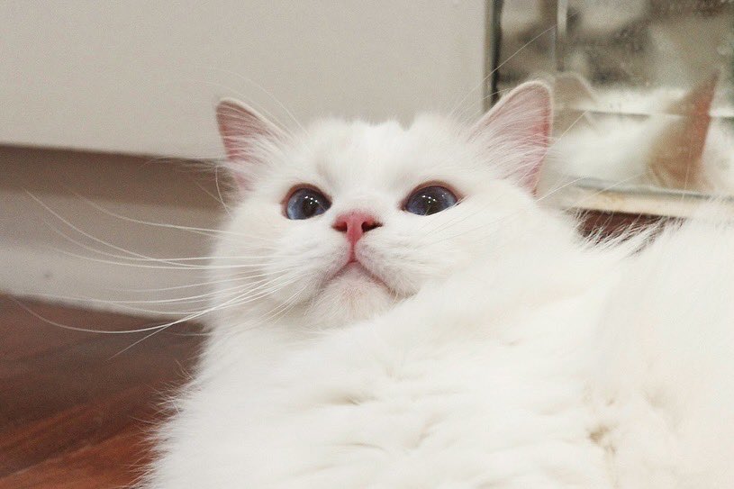 marlowfellow's tweet photo. baby 💖
#seablossom🪻

.

 #にゃんグラム #cat_features #catdaily #猫 #ねこ #고양이그램 #고양이 #집사 #แมว #แมวแร็กดอลล์ #cat #catlover #ragdoll #ragdollthailand #ragdollcat #ragdolllovers #ragdollofinstagram #ragdollworld #ragdollkitten #catsofworld #catloversclub #lilacbicolor https://t.co/BMOBcRWxga