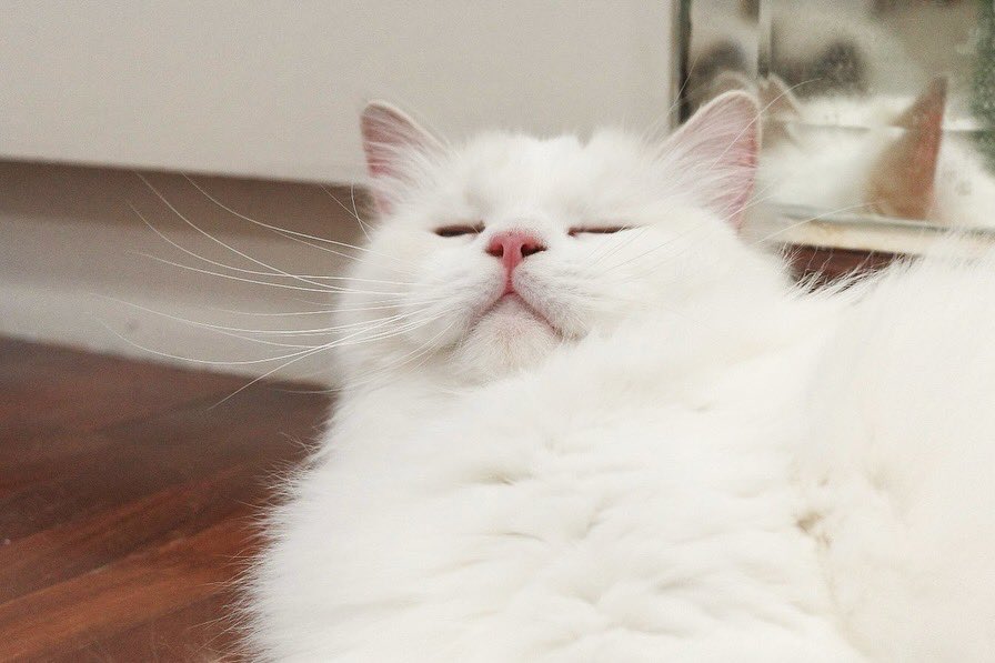 marlowfellow's tweet photo. baby 💖
#seablossom🪻

.

 #にゃんグラム #cat_features #catdaily #猫 #ねこ #고양이그램 #고양이 #집사 #แมว #แมวแร็กดอลล์ #cat #catlover #ragdoll #ragdollthailand #ragdollcat #ragdolllovers #ragdollofinstagram #ragdollworld #ragdollkitten #catsofworld #catloversclub #lilacbicolor https://t.co/BMOBcRWxga
