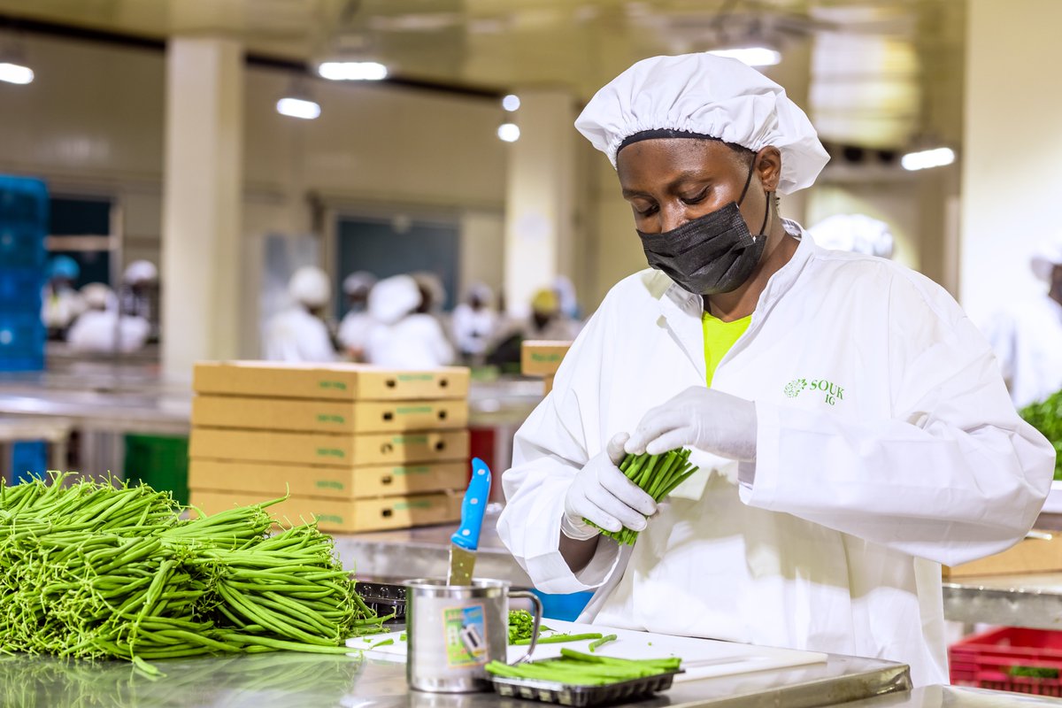 SoukFarms's tweet photo. Why Rwandan Imiteja?

Rwanda’s unique high-altitude climate provides the perfect conditions for growing long and slender French beans all year round, constantly spiking interest in Rwanda's beans.
✅Get in touch with SOUK Farms today for premium Imiteja!

#SOUKFarms #Exports https://t.co/21LmEwZ9Fp