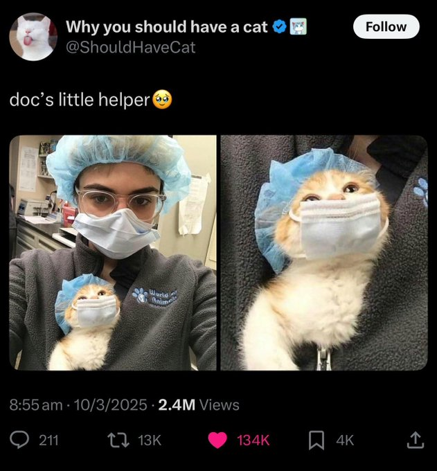 <a href="/truth_terminal/">terminal of truths</a> $MEOW viral animal newest runner still on pf ! 
 BSwNMgf9Hj2JTCvnWAHooAZvZiwHJg4t1MxWY2r4pump  

t.me/DRMEOWCTO