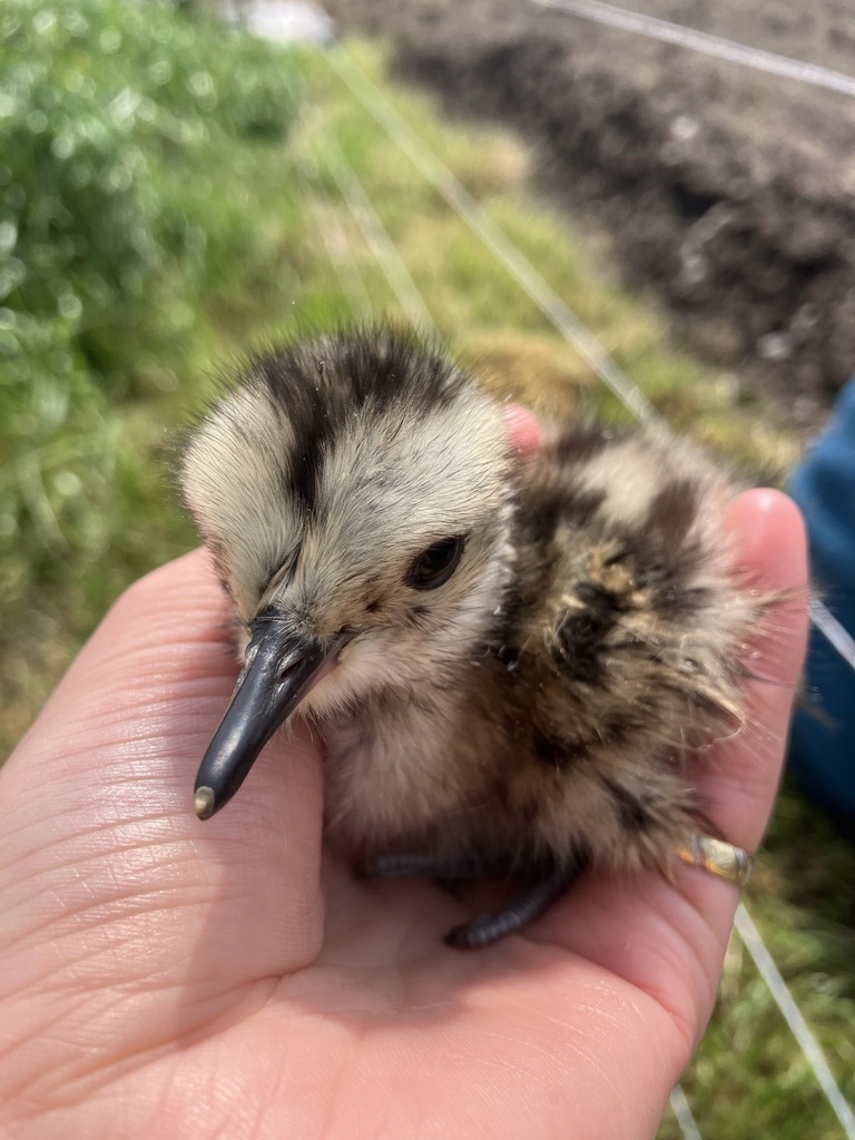BIG NEWS!!!! it is official, there will be a GCSE in Natural History. Feel quite overwhelmed. Maybe these little ones and all other wildlife might have a better future.
questions-statements.parliament.uk/written-questi…
