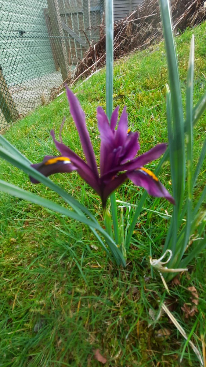 An iris looking its best at #coastalkippford #kippfordholidaypark we are so blessed to have such a variety of plants and flowers at the part to make every day and every season deferent &amp; special #dumfrieseandgalloway #scottishholidays