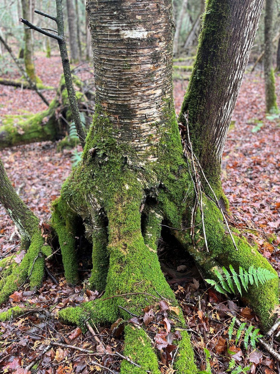 Today is International Day of Forests. It's a great time to reflect and acknowledge the critical role that forests play in our lives.  Planting trees is one of the most accessible ways we can combat the impacts of a warming planet. un.org/en/observances… treesforlife.ca