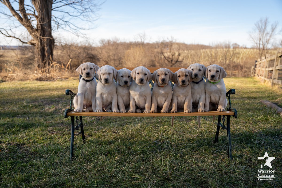 WarriorCanineCn's tweet photo. #BenchShot Alert: It's #NationalPuppyDay! Check out the bench shot and outtakes for #WCCsBlair x Prince Du CESECA's litter!
#FurTheLoveOfVeterans https://t.co/Ef0Ln71dOD