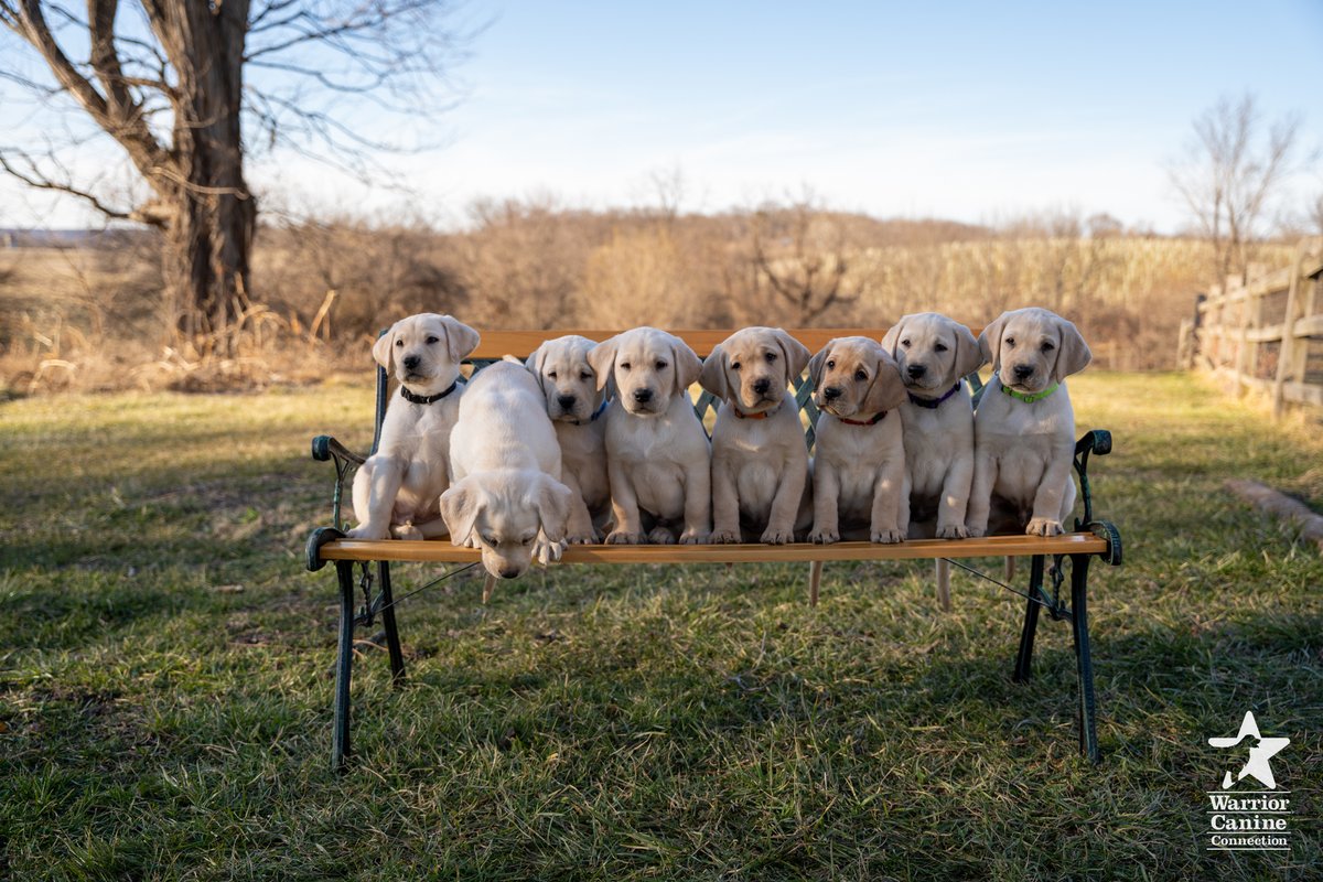 WarriorCanineCn's tweet photo. #BenchShot Alert: It's #NationalPuppyDay! Check out the bench shot and outtakes for #WCCsBlair x Prince Du CESECA's litter!
#FurTheLoveOfVeterans https://t.co/Ef0Ln71dOD
