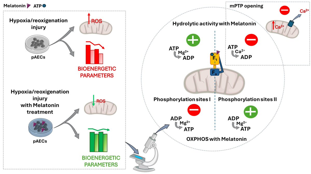 bioc_lab's tweet photo. New! Online now: Melatonin rescues cell respiration impaired by hypoxia/reoxygenation in aortic endothelial cells and affects the mitochondrial bioenergetics targeting the F1FO-ATPase

https://t.co/yrhNpwXiKA https://t.co/kZjRII9aWQ