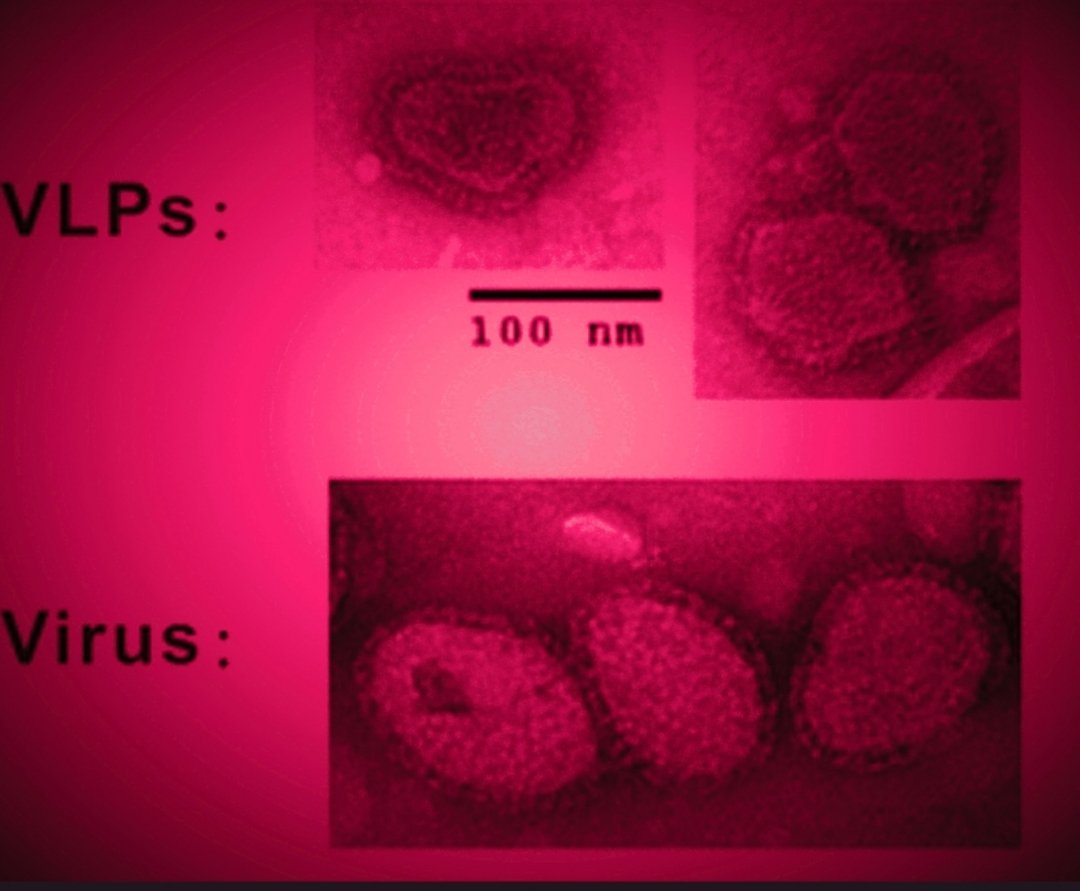 ViroLIEgy's tweet photo. Some argue that we must conduct new experiments to disprove virology. However, a critical analysis of the existing literature is sufficient—experiments debunking virology have already been published. Linked in the comments is a critical analysis of electron microscopy. https://t.co/s54iEJXPGB