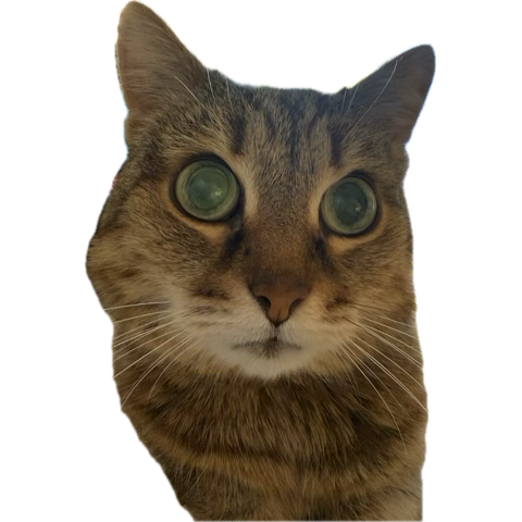 @VictoriaBonya tweet media