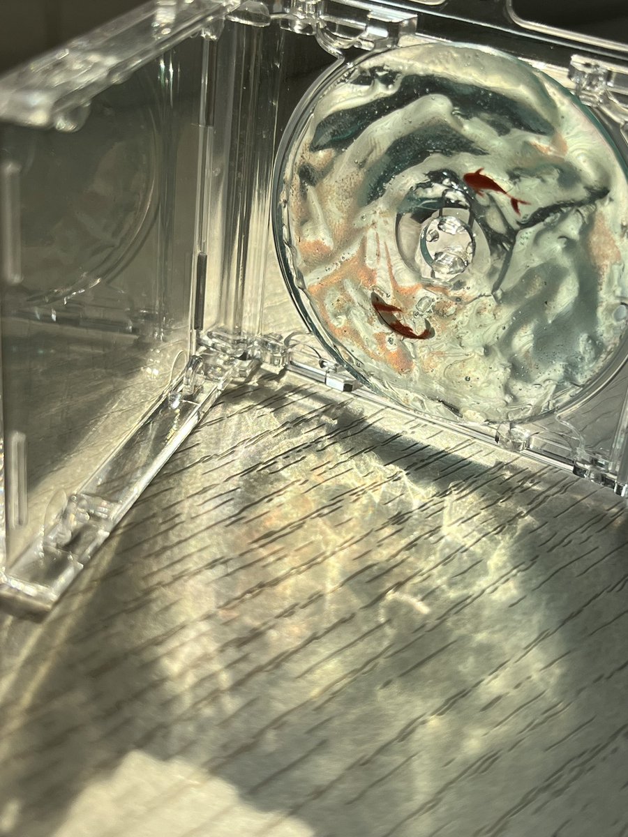 (cms/close🫧)UMi - うみ tweet media