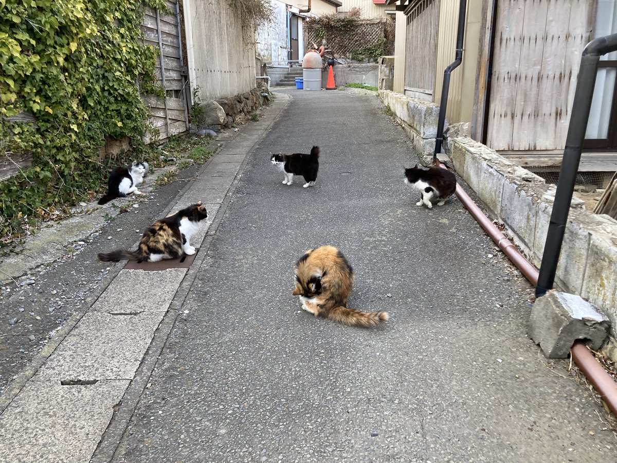kuronekotashiro's tweet photo. 今夕の #仁斗田地区 #ポンプ置場 へ
二代目ちゃめこが出迎えてくれました😸
#田代島 #ねこ #CatsOnTwitter #CatOnTwitter #catlover https://t.co/JuaqdSyU2k