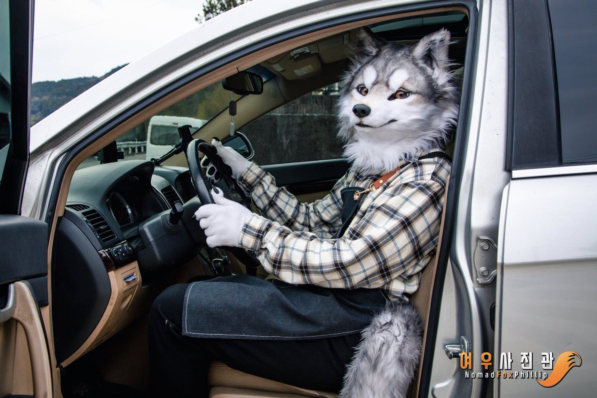 " I'm going to buy some groceries. Wanna come with me? "

🐺: <a href="/kamodaniookami/">ロキ</a> 
#FursuitFriday #Fursuit #やまいぬカフェ