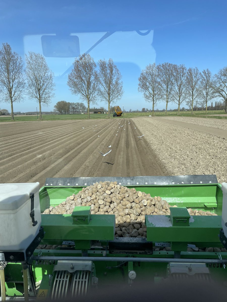 de eerste aardappelen van dit seizoen poten